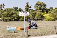 Kanazawa, jardin Kenrokuen