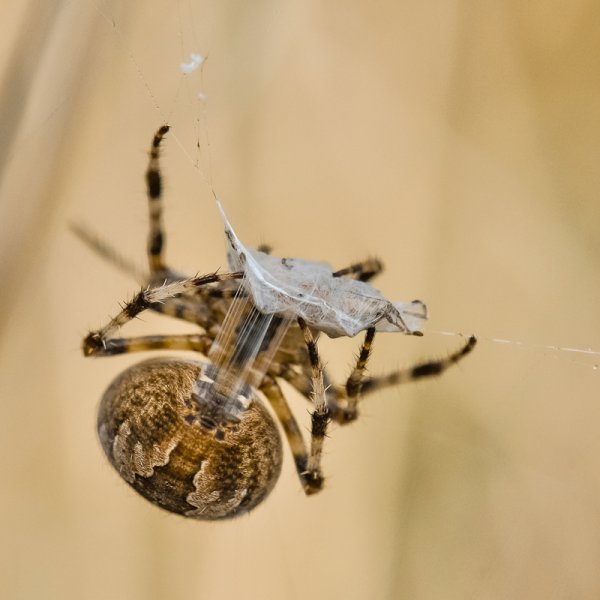 Arachnides : belles araignées