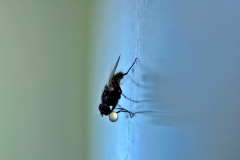 mouche