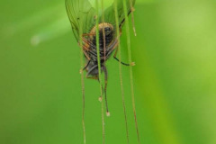 mouche1