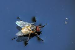 mouche2