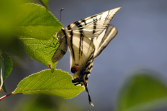 Lepidopteres1