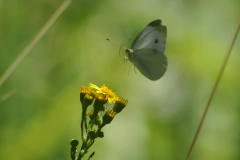 Lepidopteres2