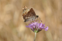 Lepidopteres3