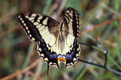 Lepidopteres4
