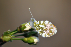 Lepidopteres5