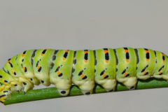chenille