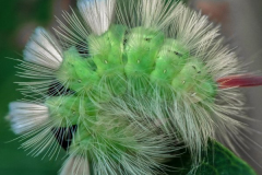 chenille2