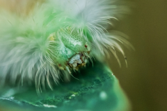 chenille8