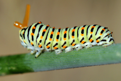 lepidoptere6