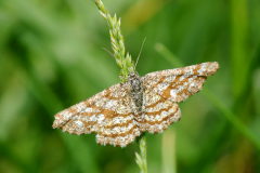 lepidoptere7