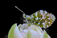 papillon20
