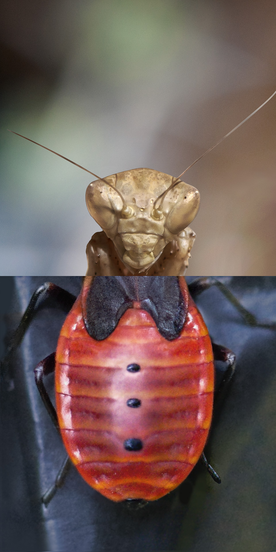 Venus d&rsquo;ailleurs